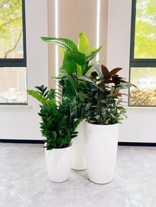 专业花卉租赁，宁波镇海的绿色时尚新选择